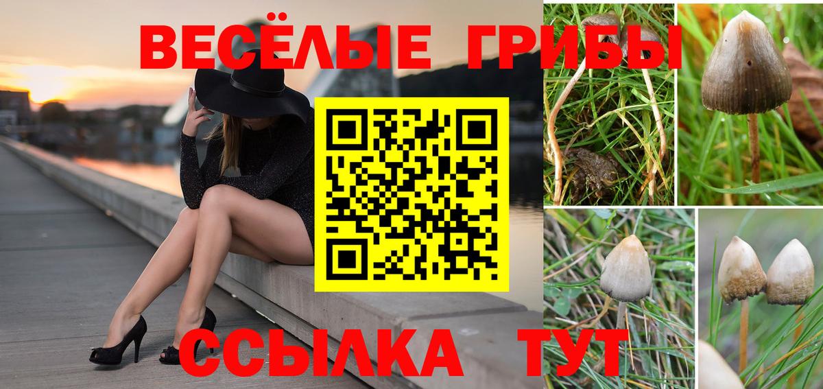 Галлюциногенные грибы Psilocybe Алатырь